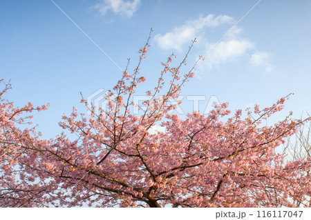 青空と河津桜 116117047