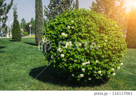 blooming spherical buldenezh viburnum bush snowball tree with white flowers in spring in the park on sunny day blooming spherical buldenezh viburnum bush snowball tree with white flowers in spring in the park on sunny day 116117061