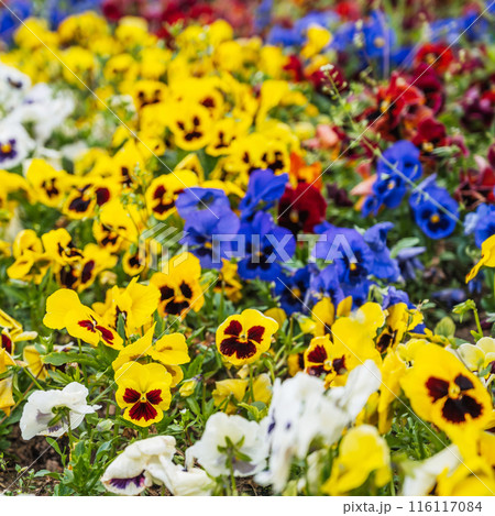 Blooming colorful bright flowers pansies on flowerbed in spring close-up Blooming colorful bright flowers pansies on flowerbed in spring close-up 116117084