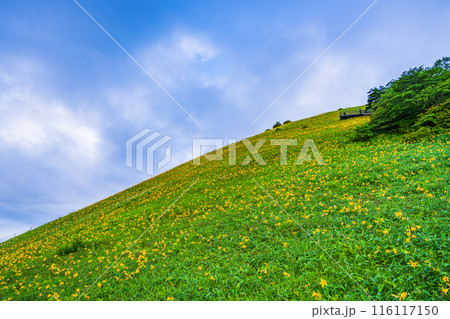 【栃木県】日光・霧降高原  キスゲ平園地・小丸山展望台付近のニッコウキスゲ　早朝 116117150