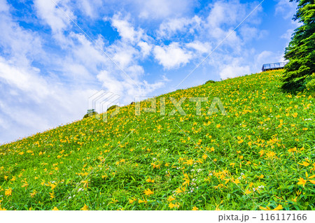 【栃木県】日光・霧降高原  キスゲ平園地・小丸山展望台付近のニッコウキスゲ　早朝 116117166