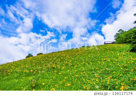【栃木県】日光・霧降高原  キスゲ平園地・小丸山展望台付近のニッコウキスゲ　早朝 116117174