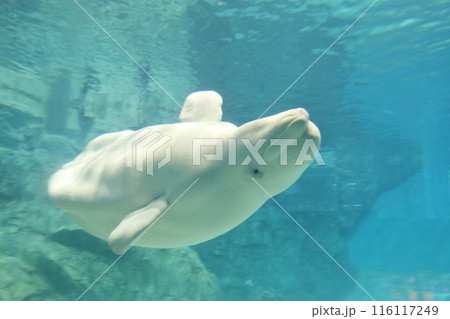 ベルーガ 優雅に泳ぐ姿 ベルーガ 優雅に泳ぐ姿 116117249