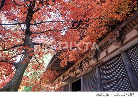 紅葉の時期のお寺 紅葉の時期のお寺 116117294