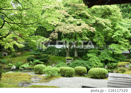 泉涌寺　初夏の御座所庭園 116117320