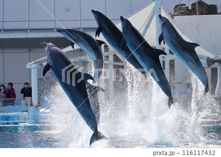 イルカ　飛び上がる群れ 116117432