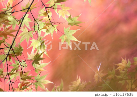 紅葉した淡い色の葉 116117639
