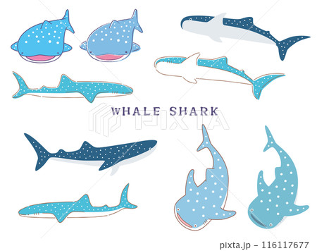 ジンベエザメのイラストセット 116117677