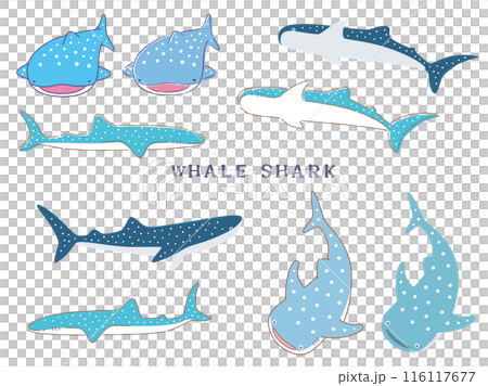 Whale shark illustration set 116117677