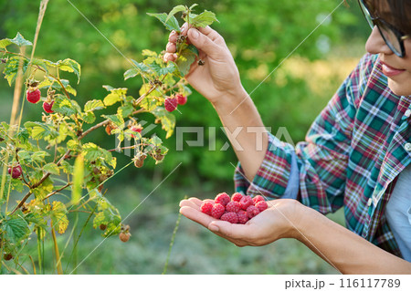 Close up of freshly picked raspberries in woman hands 116117789