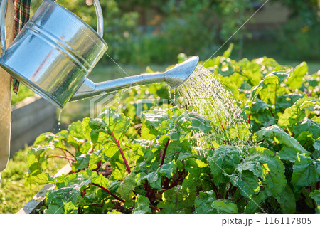 Close-up of watering can in hands watering beet plants 116117805