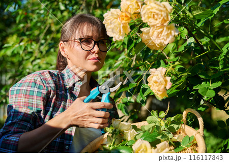 Caring for rose bushes in garden, woman cutting dry faded flowers, branches 116117843
