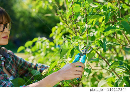 Woman with garden pruning shears cutting dry flowers lilac Woman with garden pruning shears cutting dry flowers lilac 116117844