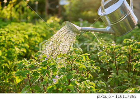 Close-up of watering can in hands watering young potato plants Close-up of watering can in hands watering young potato plants 116117868