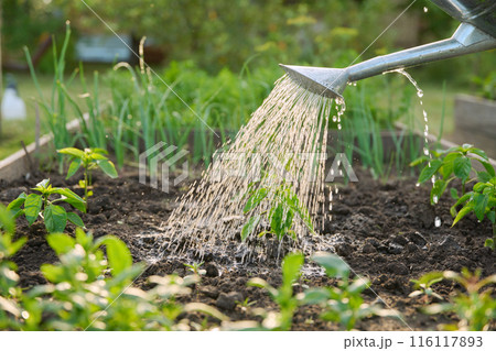 Close-up of watering can in hands watering sweet bell pepper plants 116117893