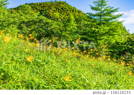 【栃木県】日光・霧降高原  小丸山展望台付近の景色 116118133