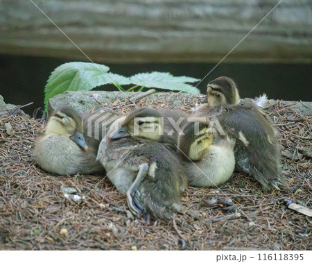 カモのヒナたちが陸地で集まっている 116118395
