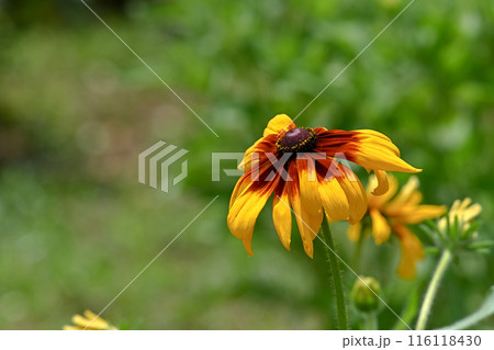 黄色いルドベキアの花 116118430