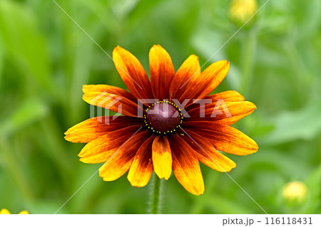 黄色いルドベキアの花 116118431