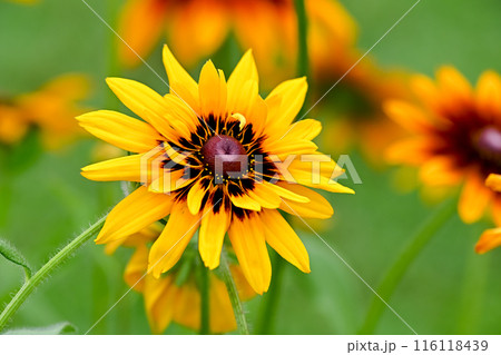 黄色いルドベキアの花 116118439