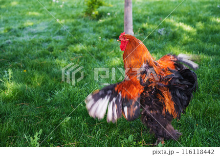 big beautiful rooster in grass in a meadow on a poultry farm in the summer in village 116118442