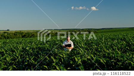 Farmer using a laptop, standing in the distance among green corn 116118522