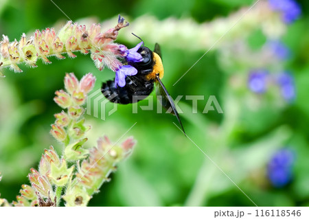 花の蜜を吸うクマバチ 116118546