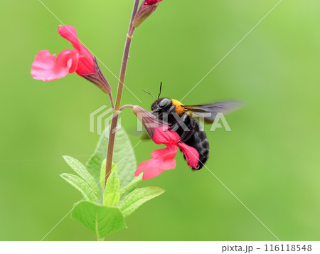 花の蜜を吸うクマバチ 116118548