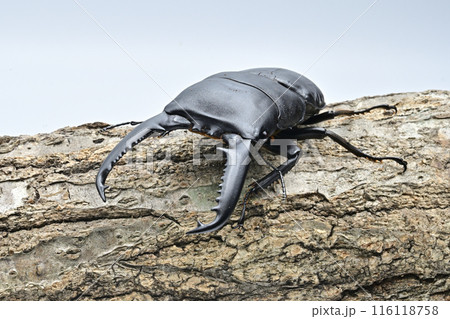 パラワンオオヒラタクワガタ　 116118758