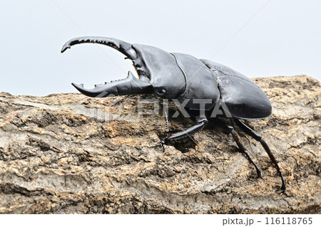 パラワンオオヒラタクワガタ　 116118765