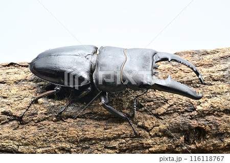 パラワンオオヒラタクワガタ　 116118767