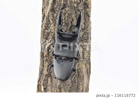 パラワンオオヒラタクワガタ パラワンオオヒラタクワガタ 116118772