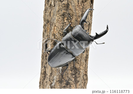 パラワンオオヒラタクワガタ　 116118773