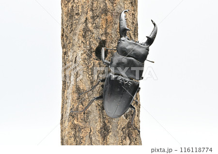 パラワンオオヒラタクワガタ　 116118774