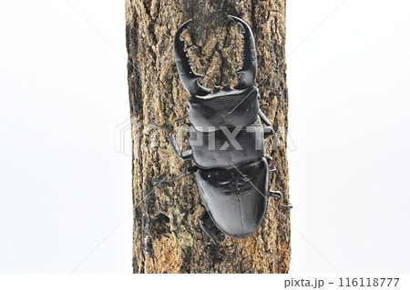 パラワンオオヒラタクワガタ　 116118777