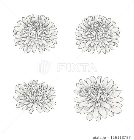 Vector set, abstract outline monochrome chrysanthemum flowers. Floral collection, black and white sketch 116118787