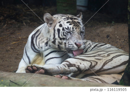 Close up white tiger is sit down and rest on floor 116119505
