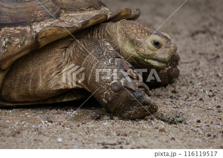 Close up head Sulcata tortoise in the garden at thailand 116119517