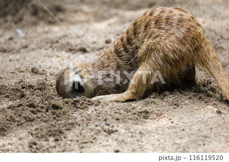 The meerkat is dig sand 116119520