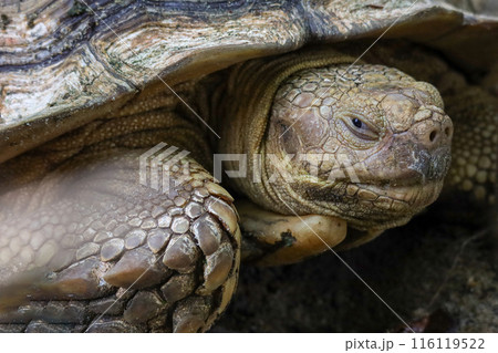 Close up head Sulcata tortoise in the garden at thailand 116119522