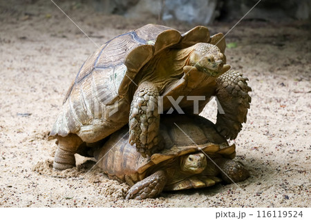 Close up head Sulcata tortoise in the garden at thailand Close up head Sulcata tortoise in the garden at thailand 116119524
