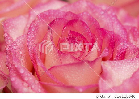 Pink rose flower with water drops. Water drops on rose. Flower background Pink rose flower with water drops. Water drops on rose. Flower background 116119640