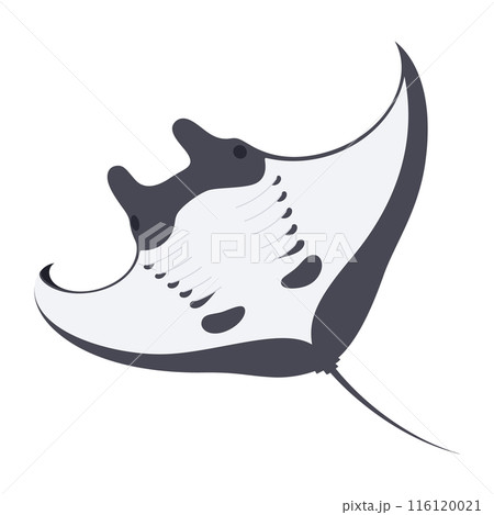 マンタのイラスト_オニイトマキエイ 116120021