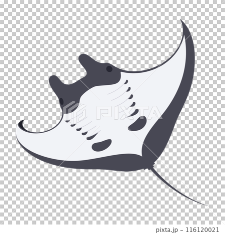 マンタのイラスト_オニイトマキエイ 116120021