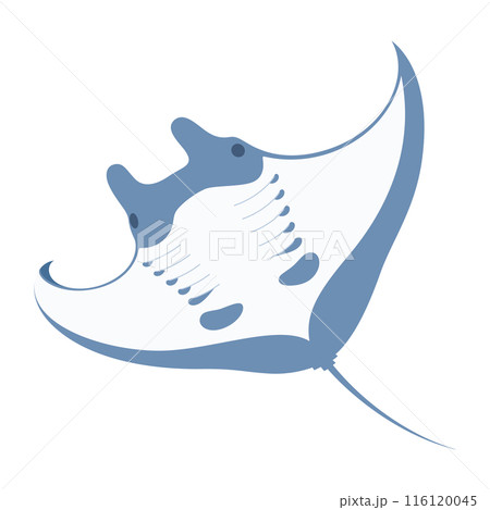 マンタのイラスト_オニイトマキエイ マンタのイラスト_オニイトマキエイ 116120045