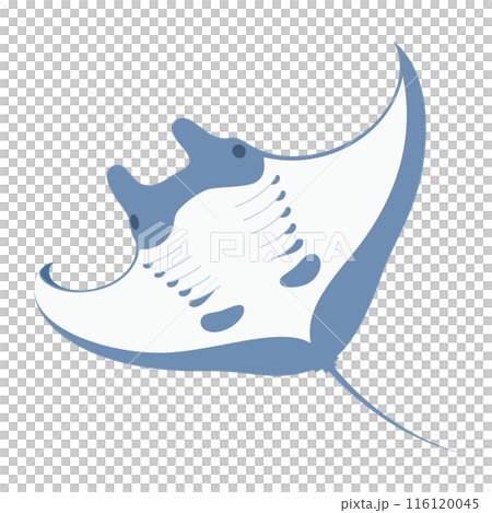 蝠鱝插畫_蝠鱝 蝠鱝插畫_蝠鱝 116120045