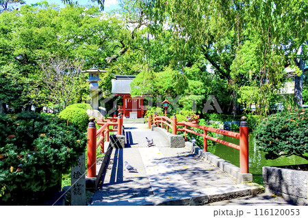 【静岡】初秋の三嶋大社 神池と厳島神社 【静岡】初秋の三嶋大社 神池と厳島神社 116120053