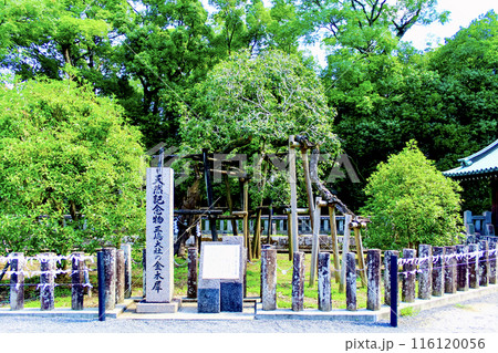 【静岡】初秋の三嶋大社 国天然記念物指定の金木犀 【静岡】初秋の三嶋大社 国天然記念物指定の金木犀 116120056