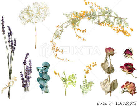 切り抜き素材セットードライフラワー3 116120075