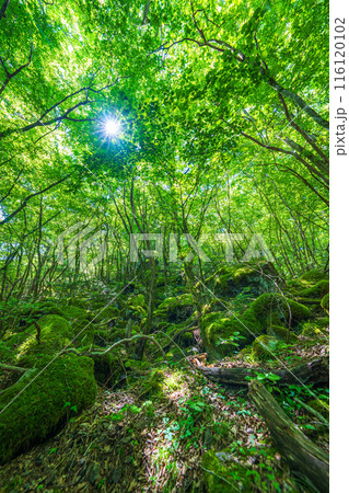 【苔の名所】山犬嶽【上勝町】 116120102